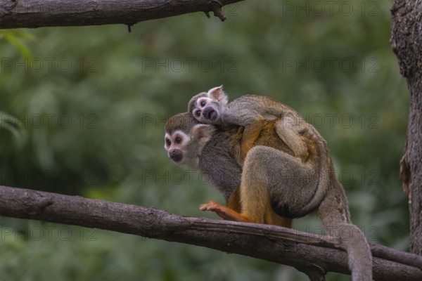One female Central American squirrel monkey, Saimiri oerstedii, carrying her baby. Green vegetation