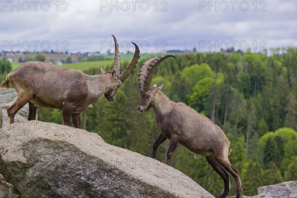 Two young male ibex (Capra ibex) playfight on rocks