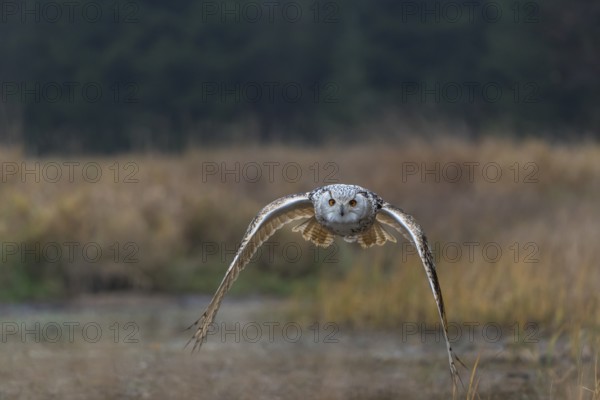 One Siberian Eagle Owl (Bubo bubo sibiricus) flying over tall reed grass lakeshore on an autumnal