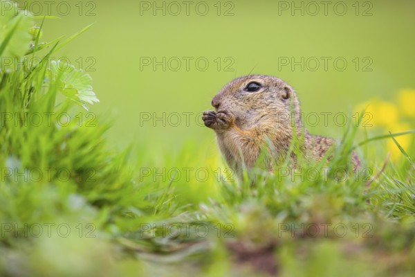 An adult European ground squirrel (Spermophilus citellus) or European souslik sits in green gras