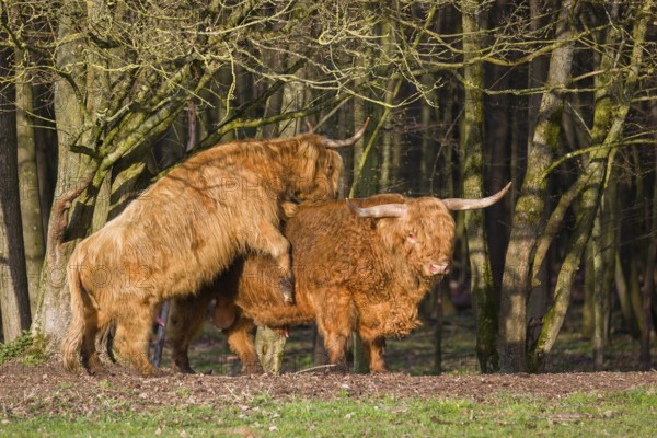 A Highland Cow (Bos (primigenius) in heat mounts a bull