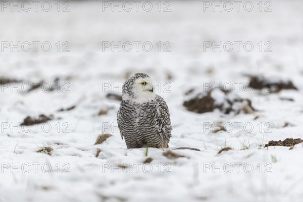One snowy owl, Bubo scandiacus, Bubo scandiaca, Nyctea scandiaca sitting on a snowy meadow