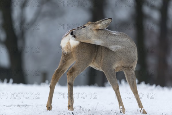 Roe deer standing in hoar frosted dead stinging nettle at minus 15 °C. Trees in background.