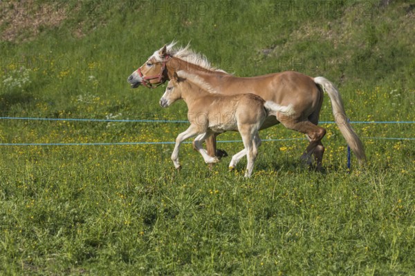 Haflinger horse, mare with foal running over a green meadow. Hafling village, South Tyrol