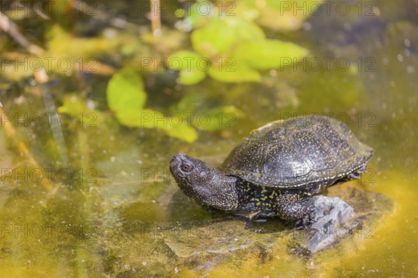 A European pond turtle (Emys orbicularis), rests on a stone lying in a pond