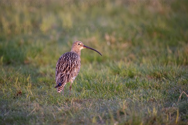 Eurasian curlew (Numenius arquata), Ochsenmoor, Dümmer, Lemförde, Lower Saxony, Germany, Europe