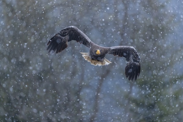 One young Steller's sea eagle (Haliaeetus pelagicus) flying over a lake while snow is falling. A