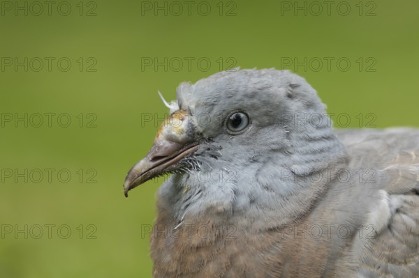 Wood pigeon (Columba palumbus) juvenile baby cobb bird head portrait, England, United Kingdom,