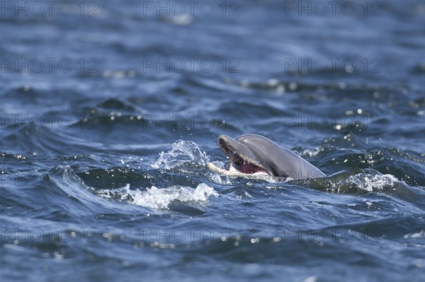 Common bottlenose dolphin (Tursiops truncatus) adult marine mammal eating a salmon fish on the