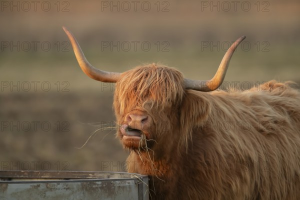 Highland cattle or cow (Bos taurus taurus) adult farm animal eating hay from a trough, England,