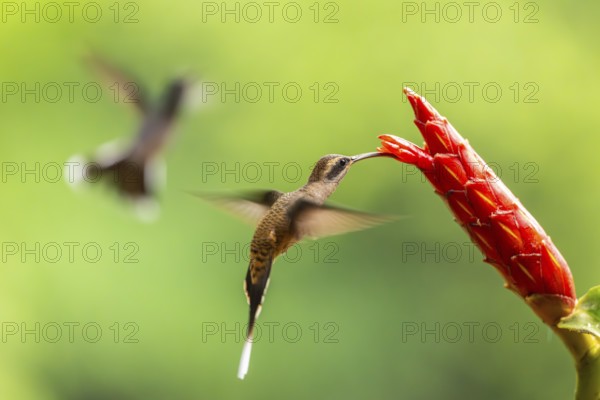 Long-billed Shadow Hummingbird (Phaethornis longirostris), Hummingbird (Trochilidae), Swiftbirds