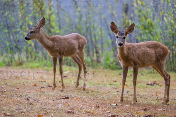 Two roe deer fawns (Capreolus capreolus) cross a meadow