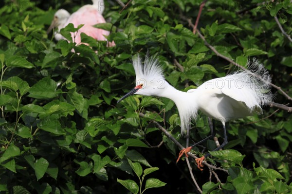 Great Egret (Egretta thula), adult, in breeding plumage, during breeding season, on tree, St.