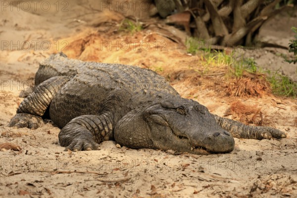 Mississippi Alligator (Alligator mississippiensis), pike alligator, adult, lying, resting,