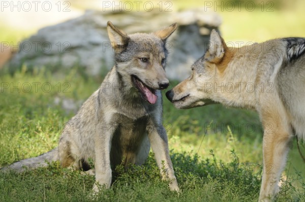 Two wolves, a pup and a mother, in a social interaction on green grass, Timberwolf (Canis lupus