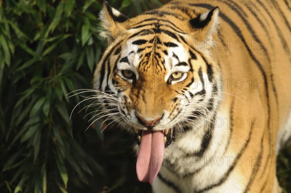 Close-up of a tiger with its tongue sticking out, surrounded by green foliage. Expressive and