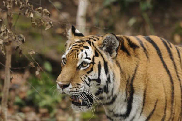 Close-up of a tiger with an attentive gaze in the wild, Siberian tiger (Panthera tigris altaica),