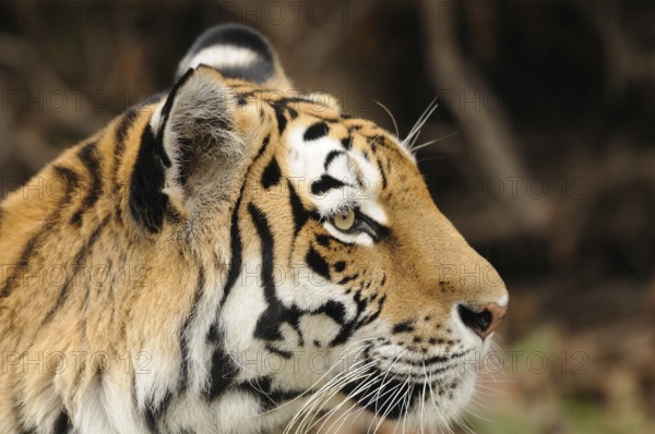 Close-up of a tiger profile with focussed gaze, Siberian tiger (Panthera tigris altaica), captive,