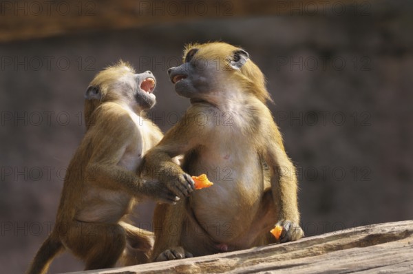 Two baboons interact lively and seem to communicate, Guinea baboon (Papio papio), captive, Germany,
