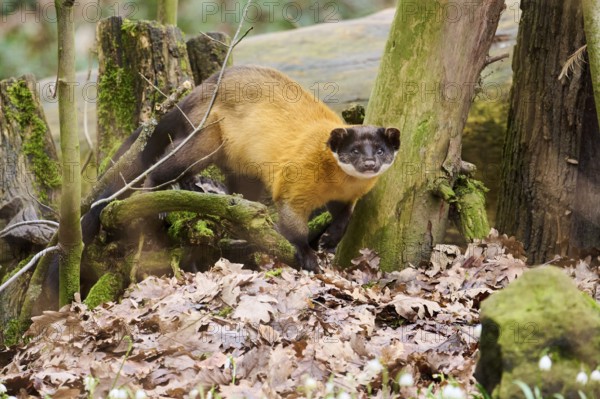 Yellow-throated marten (Martes flavigula) on the ground, Germany, Europe