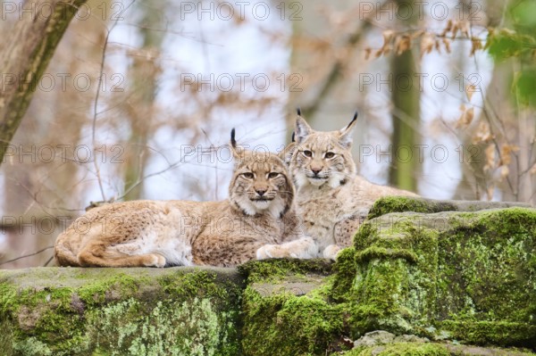 Eurasian lynx (Lynx lynx) mother with her youngster lying on a rock, Bavaria, Germany, Europe