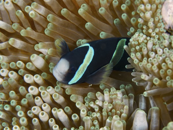 A Clark's anemonefish (Amphiprion clarkii) melanistic hiding in a sea anemone in the reef, dive