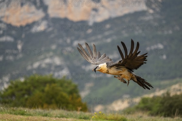Bearded Vulture (Gypaetus barbatus) adult bird in flight with mountains in the backround, Pyrenees,
