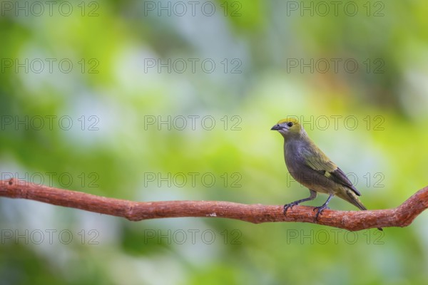 Summer cardinal (Piranga rubra), tanager (Thraupidae), Alajuela, Costa Rica, Central America