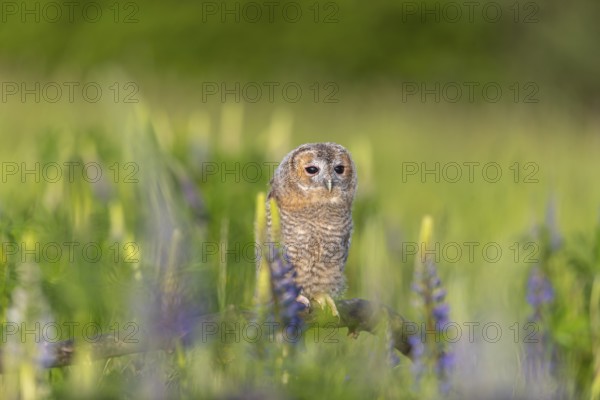 One young Ural owl (Strix uralensis) sitting on a branch lying in a field of flowering lupines in