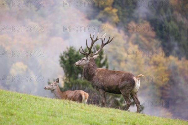 A red deer stag (Cervus elaphus) and a hind are standing in a meadow in hilly terrain. A forest