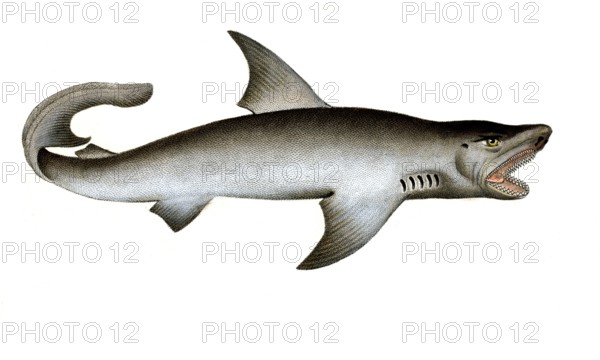 Fish, Fish, Shark genus from the spiny dogfish family, Squalus carcharias, Historical, digitally