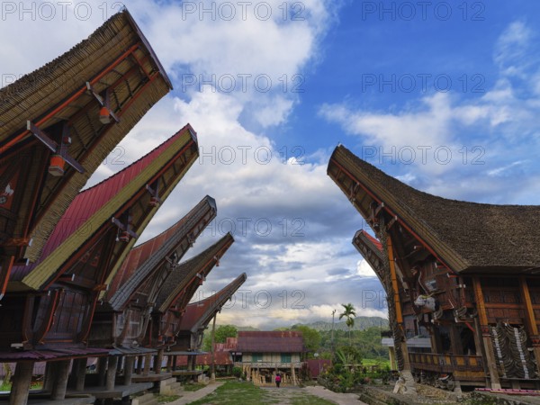 Old traditional wooden houses, villages, pile dwellings with curved colourful roofs, Tana Toraja,
