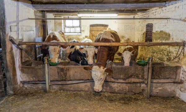 Feeding in the cowshed historical