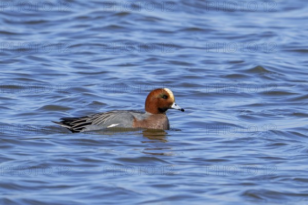 Eurasian wigeon, European wigeon (Mareca Penelope, Anas penelope) male dabbling duck swimming in