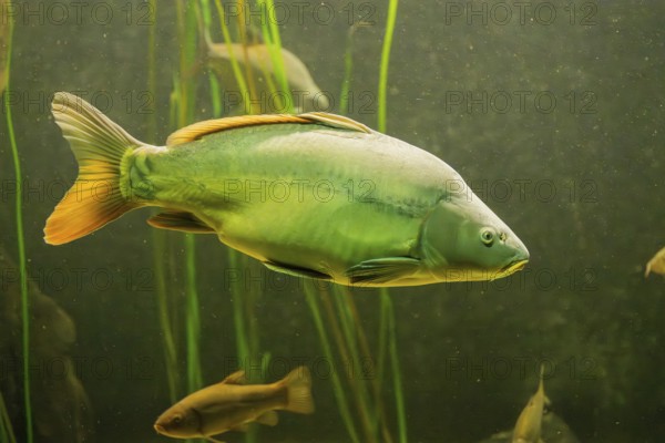 Common carp (Cyprinus carpio) floating above aquatic vegetation, Bavaria, Germany, Europe