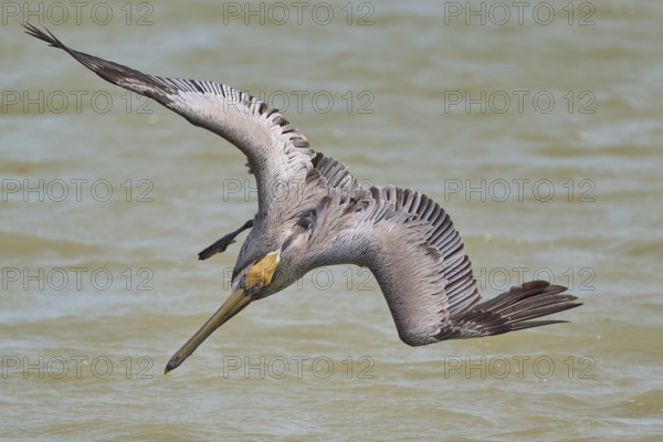 Brown Pelican, (Pelecanus occidentalis), Brown Pelican, fishing in the sea in a dynamic hunting