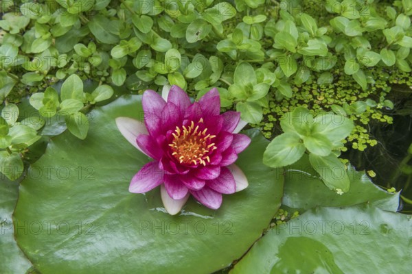 Red water lily (Nymphaea) on green leaves in a pond, duckweed, Baden-Württemberg, Germany, Europe