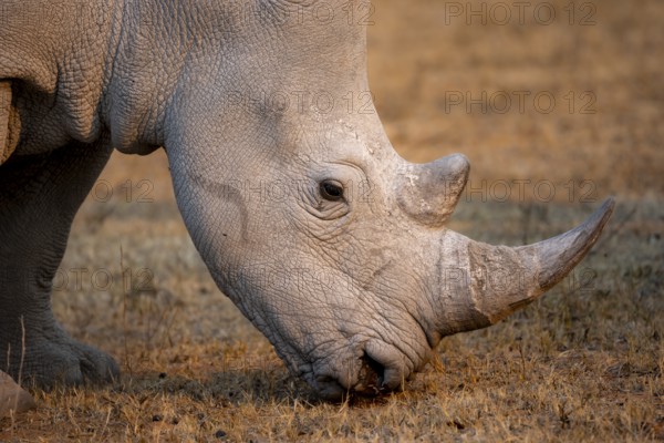Southern white rhinoceros (Ceratotherium simum simum), rhino grazing in the evening light, animal