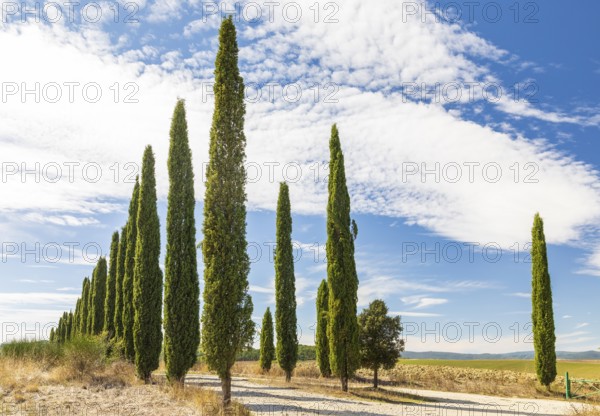 Avenue of cypress trees (Cupressus sempervirens) near Siena, Tuscany, Italy, Europe