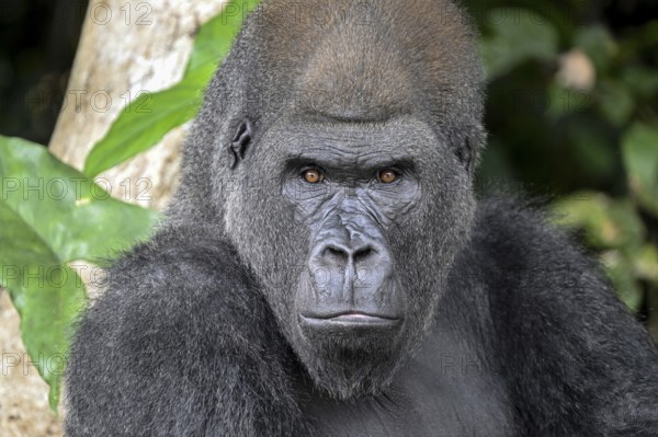 Western lowland gorilla (Gorilla gorilla gorilla), portrait, Réserve Lésio-Louna nature reserve,
