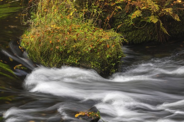 Flowing water with ferns and rocks in the Edmunds Gorge in autumn. River Kamnitz, Hrensko, Ustecky