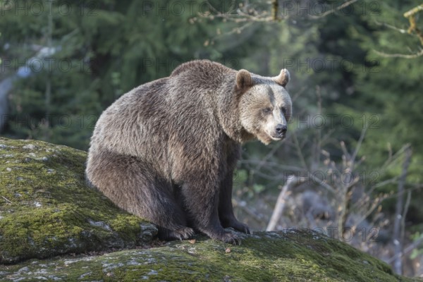 One female Eurasian brown bear (Ursus arctos arctos) resting on a mossy rock. Green vegetation in