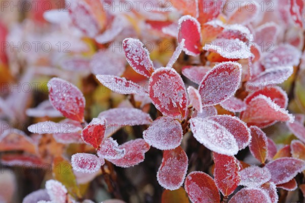 Autumn-coloured blueberry bushes covered with hoarfrost, autumn in the Swiss Alps