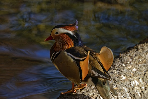 Mandarin duck (Aix galericulata), male, side view, standing on tree trunk, Hechtsee, Kufstein,