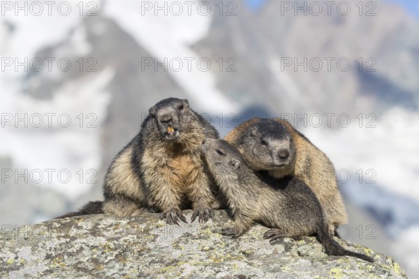One young Alpine Marmot, Marmota marmota, begging for food. Licking the snout of his mom.