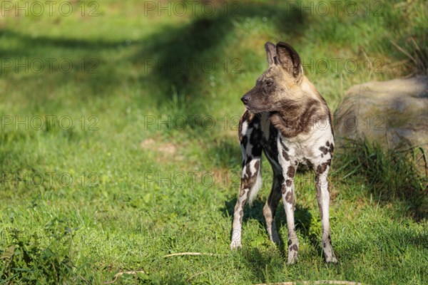 An African Wild Dog, Lycaon pictus, stands on a green meadow in bright sunlight, watching something