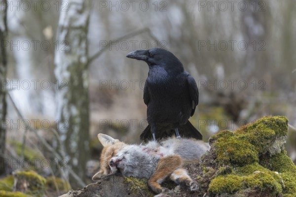 One common raven (Corvus corax), feeding on the carcass of a red fox lying on stones in a forest of