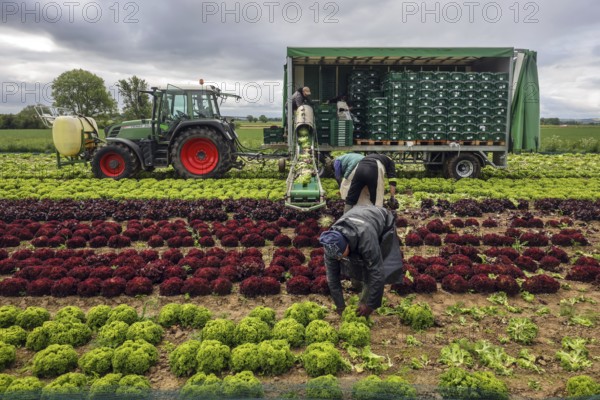 Soest, Sauerland, North Rhine-Westphalia, Germany - Vegetable cultivation, harvest helpers