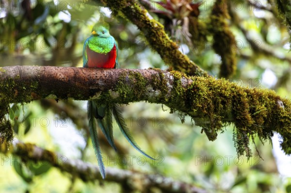 Quetzal (Pharomachrus mocinno), Trogons (Trogonidae), Central Mountain Range, San Jose Province,