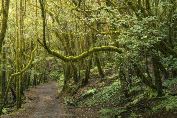 Hiking trail in the laurel forest. Trees with moss. Garajonay National Park, La Gomera, Canary